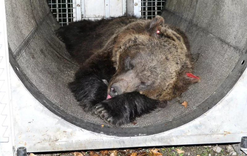 A photo obtained from Italian news agency Ansa on April 20, 2023 shows a July 30, 2020 photo of female bear "Jj4", sedated to be fitted with a radio collar, at Monte Peller in the Trentino province, northeastern Italy. After the capture of a bear responsible for the death of a jogger in early April, the northern Italian province of Trentino announced on April 20, 2023 that it had issued a decree to shoot a male bear that had injured a walker in March. (Photo by STRINGER / ANSA / AFP) / - Italy OUT