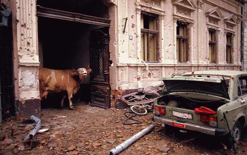 Ethnic Cleansing - A cow wanders in the destroyed streets of the Croatian city of Vukovar, Nov. 19, 1991. The city was completely destroyed after three months of bombing by Serbian forces., Image: 116177615, License: Rights-managed, Restrictions: Content available for editorial use, pre-approval required for all other uses.
This content not available to be downloaded through Quick Pic
Not available for license and invoicing to customers located in the Czech Republic.
Not available for license and invoicing to customers located in the Netherlands.
Not available for license and invoicing to customers located in India.
Not available for license and invoicing to customers located in Finland.
Not available for license and invoicing to customers located in Italy., Model Release: no, Credit line: Profimedia, Corbis VII