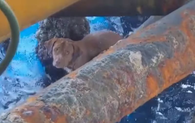 Pas pronađen u moru