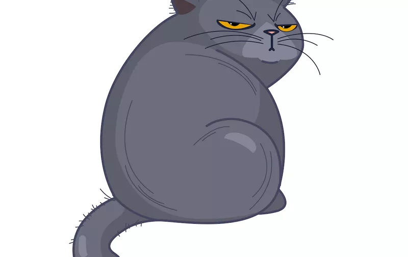 offended British fat cat sits back, looking grimly on a white background