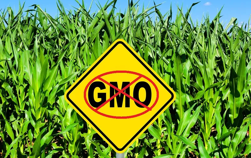 GMO yellow sign with the corn crop in the background