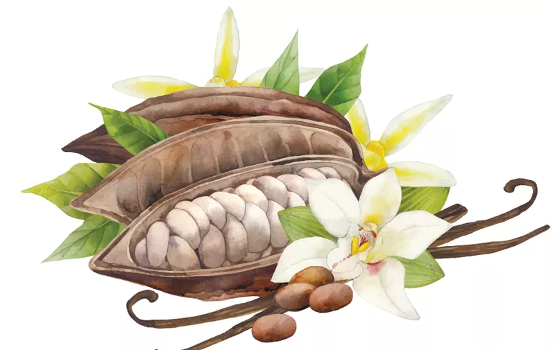 Watercolor dried cocoa fruit and vanilla flowers. Hand drawn exotic design isolated on white background
