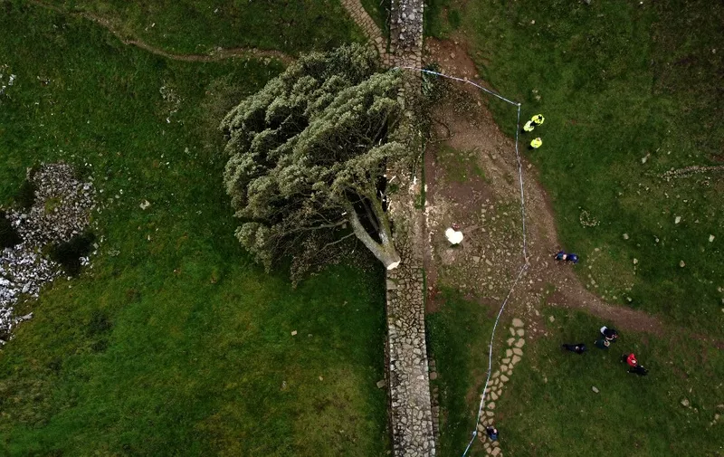 An aerial view shows the felled Sycamore Gap tree, along Hadrian's Wall, near Hexham, northern England on September 28, 2023. One of the UK's most photographed trees, located next to the Roman-era Hadrian's Wall in northeast England, has been "deliberately felled," the authority responsible for the local National Park said on September 28, 2023. Local police said that a teenager had been arrested in connection with the incident. (Photo by Oli SCARFF / AFP)