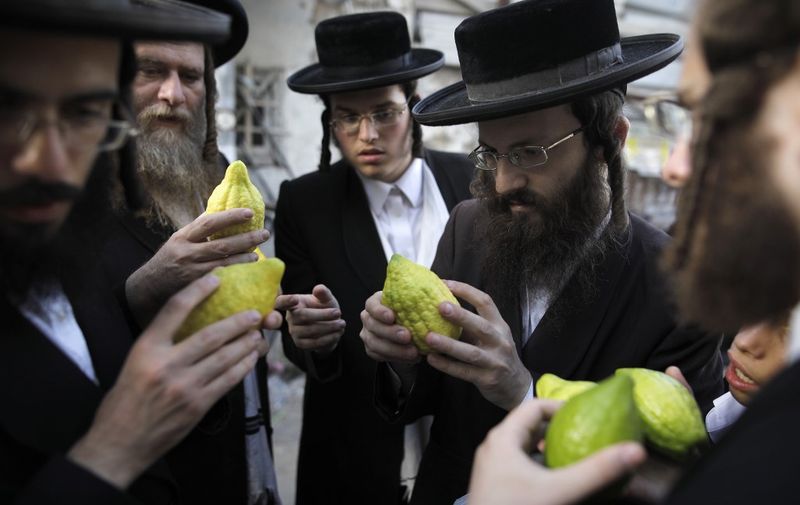 Ultra-Orthodox Jewish men inspect the Etrog also known as the citrons, one of four species used during the celebration of Sukkot, the feast of the Tabernacles, in the Mea-Shearim ultra-Orthodox neighbourhood of Jerusalem on October 2, 2017. - Sukkot Is a week-long holiday feast begins on October4 which people eat and sleep in makeshift booths to commemorate the exodus of Jews from Egypt some 3200 years ago. (Photo by MENAHEM KAHANA / AFP)