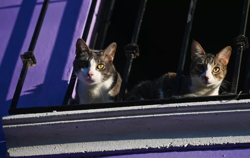 Two cats looking at the streets from the balcony as seen in  San Cristobal de las Casas.
On Friday, February 25, 2022, in 
San Cristobal de las Casas, Chiapas, Mexico. (Photo by Artur Widak/NurPhoto) (Photo by Artur Widak / NurPhoto / NurPhoto via AFP)