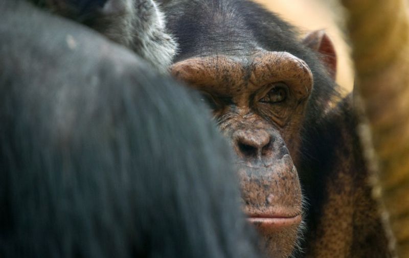 Portrait of a chimpanzee  in the Zoopark of Beauval on July 19, 2014 in St Aignan. AFP PHOTO / GUILLAUME SOUVANT / AFP PHOTO / GUILLAUME SOUVANT