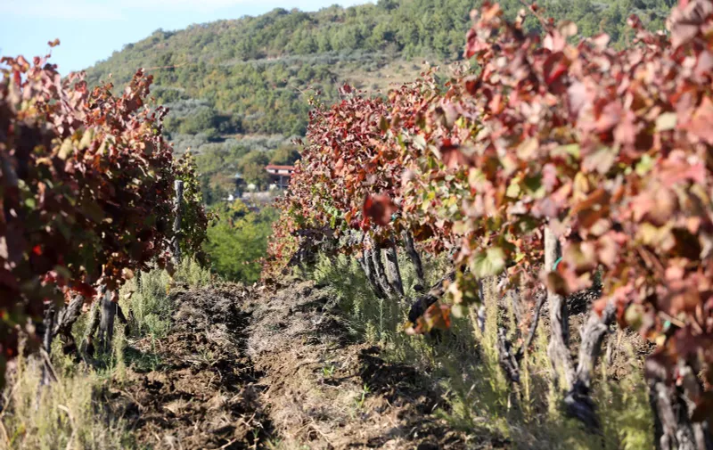 16.10.2021., Zavrsje - Boje jeseni u vinogradima Istre s pogledom na Motovun.   Photo: Goran Kovacic/PIXSELL