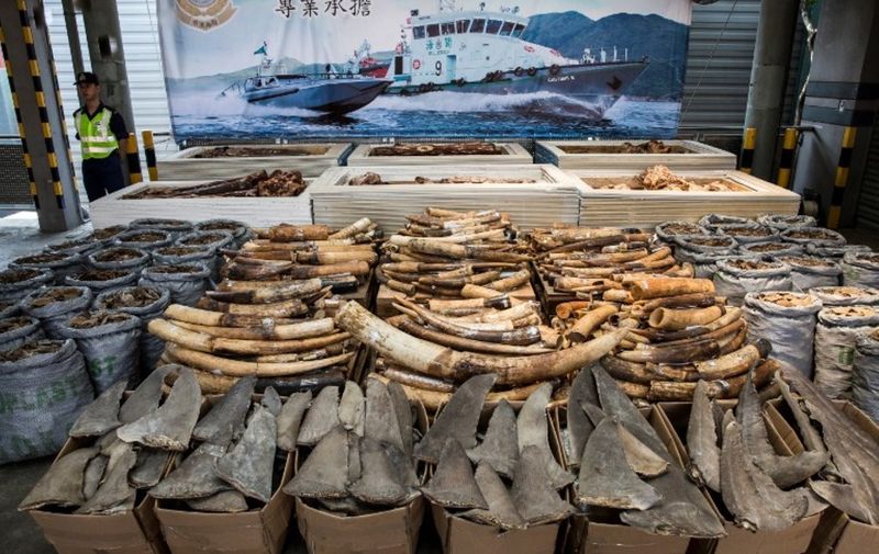(FILES) This file picture taken on September 5, 2018 shows seized endangered species products, including elephant ivory tusks, pangolin scales and shark fins, during a press conference at the Kwai Chung Customhouse Cargo Examination Compound in Hong Kong. - Hong Kong must do more to crack down on illegal wildlife smuggling by ending legal gaps and lenient sentences, conservation groups said on January 21, 2019 as they detailed the city's growing role in the lucrative trade. (Photo by Isaac LAWRENCE / AFP)