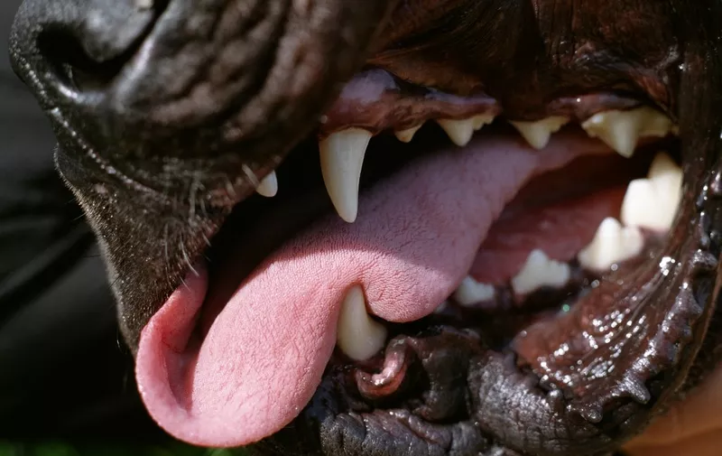 Dog's teeth and tongue, close-up (Photo by Jean-Louis Aubert / AltoPress / PhotoAlto via AFP)