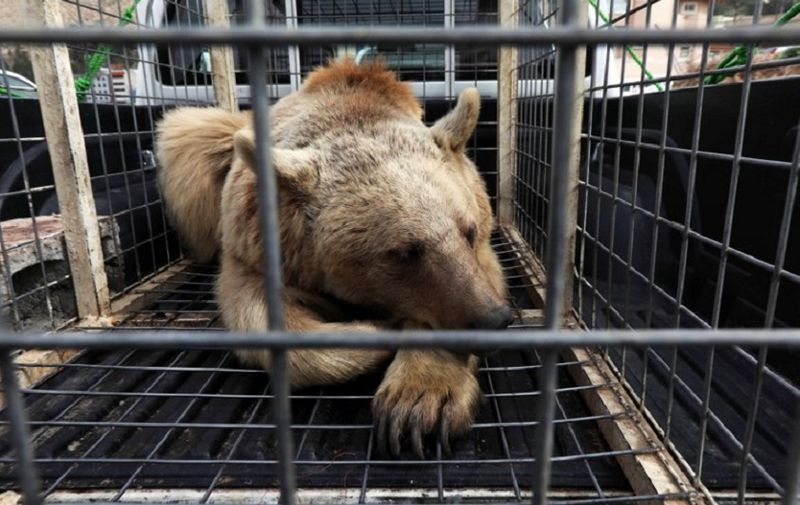 A bear that was rescued from a private home by Iraqi Kurdish Animal rights activists is seen in a cage before being released into the wild by a local NGO in the Gara Mountains near the northern Iraqi city of Dohuk on March 4, 2018. / AFP PHOTO / SAFIN HAMED
