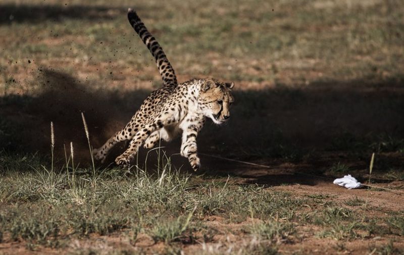 A captive cheetah performs a mock run, to keep up with the hunting instinct, in an enclosure at the Cheetah Conservation Fund in Otjiwarongo, Namibia, on February 18, 2016.
The Cheetah Conservation Fund, an organization dedicated to saving the cheetah in the wild, was founded by Laurie Marker in 1990. Based on research, the CCF has created a set of integrated programs that together address the threats both to the animal and its entire ecosystem, including human populations. Some cheetahs have been kept by people as pets and cannot be released into the wild. / AFP PHOTO / GIANLUIGI GUERCIA