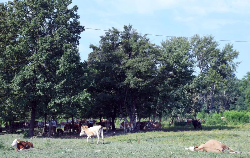 16.07.2022., Osekovo - Prema nesluzbenim podacima do sada je od bedrenice uginulo vise od stotinu krava koje se nakon izbijanja bolesti nalaze na slobodnoj ispasi na pasnjacima Lonjskog polja. Photo: Nikola Cutuk/PIXSELL
