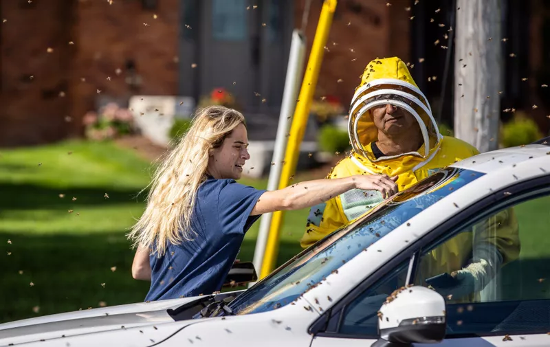 Beekeepers Terri Faloney, left, and Tyler Troute remove bees from a car after a truck carrying bee hives swerved on Guelph Line road causing the hives to fall and release millions of bees in Burlington, Ont., on Wednesday, August 30, 2023.
Ont-Bee-Crash, Burlington, Canada - 30 Aug 2023,Image: 801442723, License: Rights-managed, Restrictions: , Model Release: no