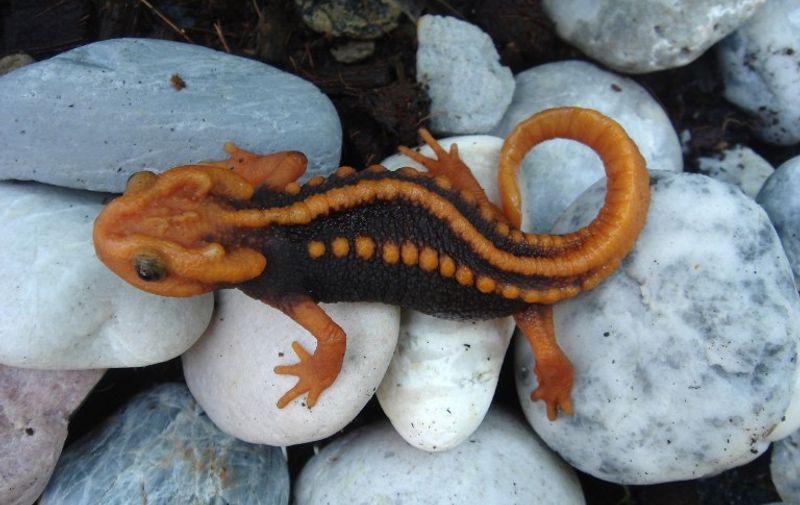 This handout from the WWF taken by Porrawee Pomchote on September 15, 2014 and released on December 19, 2016 shows a new species of newt called the tylototriton anguliceps in Chiang Rai. 
A rainbow-headed snake, a tiny frog and a lizard with dragon-like horns are among more than 150 new species confirmed by scientists last year in the ecologically diverse but threatened Mekong region, researchers said on December 19, 2016. / AFP PHOTO / Porrawee POMCHOTE / Porrawee POMCHOTE / RESTRICTED TO EDITORIAL USE - MANDATORY CREDIT "AFP PHOTO / PORRAWEE POMCHOTE " - NO MARKETING NO ADVERTISING CAMPAIGNS - DISTRIBUTED AS A SERVICE TO CLIENTS - NO ARCHIVES