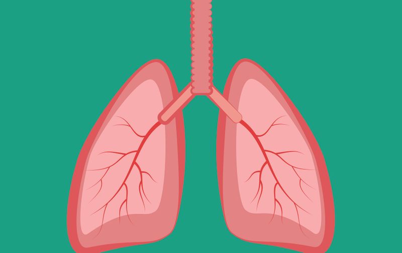Lungs illustration on the green background. Vector illustration