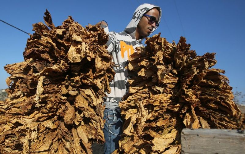 A Palestinian farmer carries bundles of dry tobacco leaves in the village of Yabad near the West Bank city of Jenin on August 26, 2015. AFP PHOTO / ABBAS MOMANI