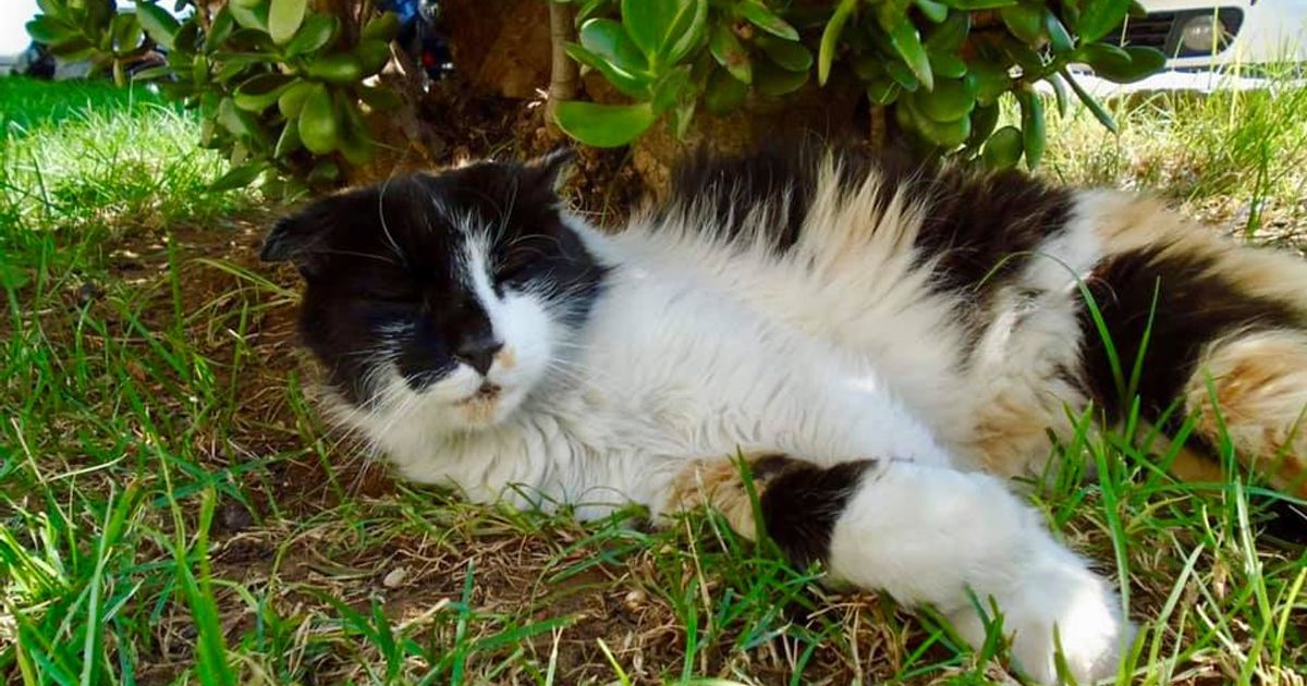 Videongizni internet pornosiga joylashtirish Yalangoch nahla jaman