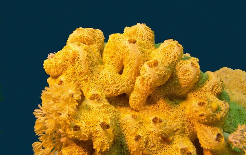 coral reef with great yellow sea sponge at the bottom of tropical sea