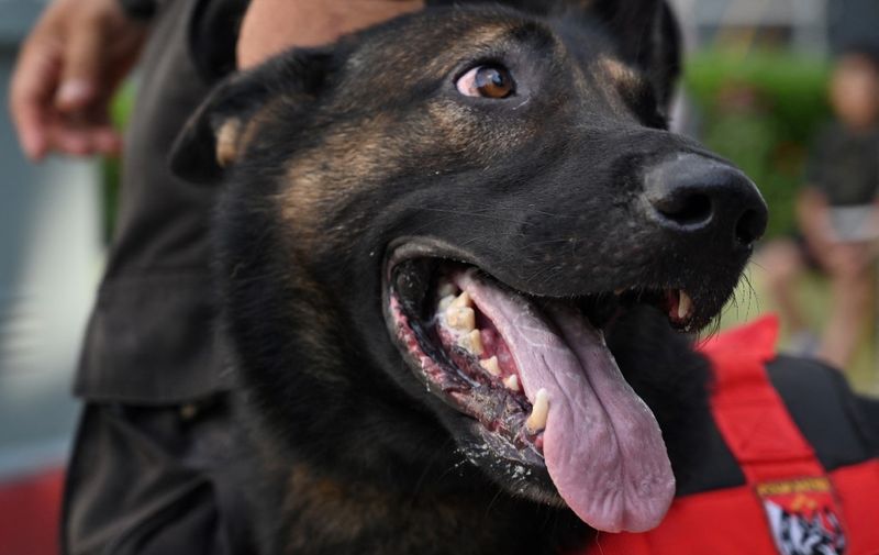 Jimmy, an Indonesian police K-9 working dog, takes part in an anti-drug drill in Jakarta on January 12, 2020. Indonesian police are assisted by canine K-9 dogs for several purposes namely criminal investigation, detecting of explosive substances, drug searching, and locating of missing people in natural disasters. (Photo by ADEK BERRY / AFP)