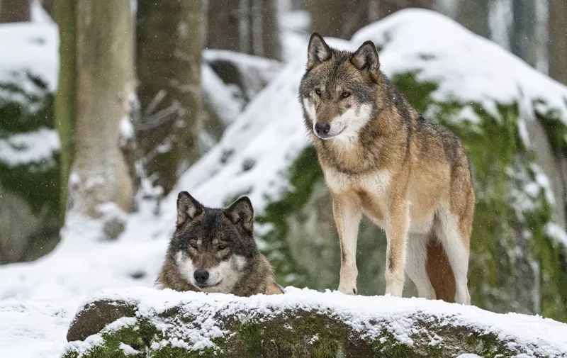 Couple of wolfs (Canis Lupus) on snow, captive, Sumava National Park, Bohemian Forest, Czech Republic, Europe (Photo by Franco Banfi / Biosphoto / Biosphoto via AFP)