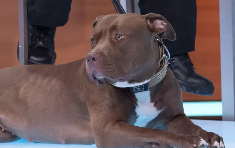 American XL Bully Dog
'Good Morning Britain' TV show, London, UK - 11 Sep 2023,Image: 804504883, License: Rights-managed, Restrictions: Editorial use only, Model Release: no