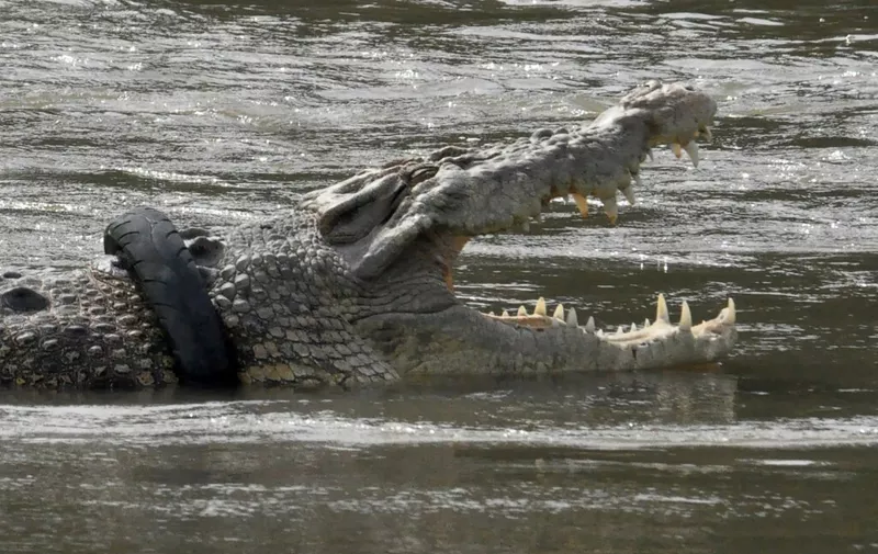 A crocodile with a motorbike tyre around its neck is seen in a river in Palu, Central Sulawesi province on December 7, 2020, months after Australian television presenter and crocodile expert Matthew Nicholas Wright failed to trap it to remove the tyre. (Photo by MUHAMMAD RIFKI / AFP)