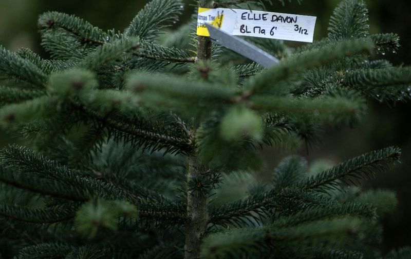 A label is pictured on a prepared tree during the harvest at Pimms Christmas Tree farm in Matfield, southeast England, on November 29, 2022. (Photo by Ben Stansall / AFP)
