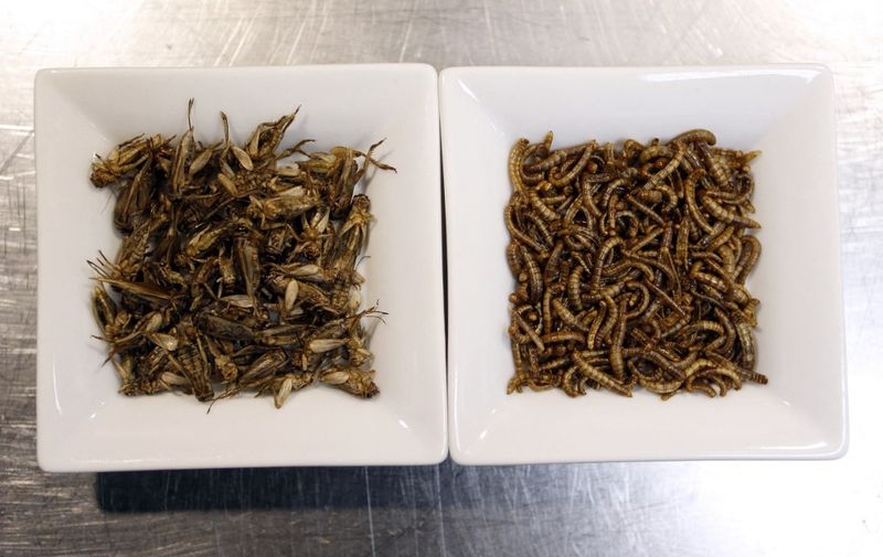 Picture of dishes of crickets (L) and worms (R) taken on April 23, 2013 in the kitchen of "Aphrodite", the restaurant of French Michelin-starred Chef David Faure in Nice, southeastern France. Chef David Faure proposed dishes composed with worms and crickets. AFP PHOTO / VALERY HACHE (Photo by VALERY HACHE / AFP)