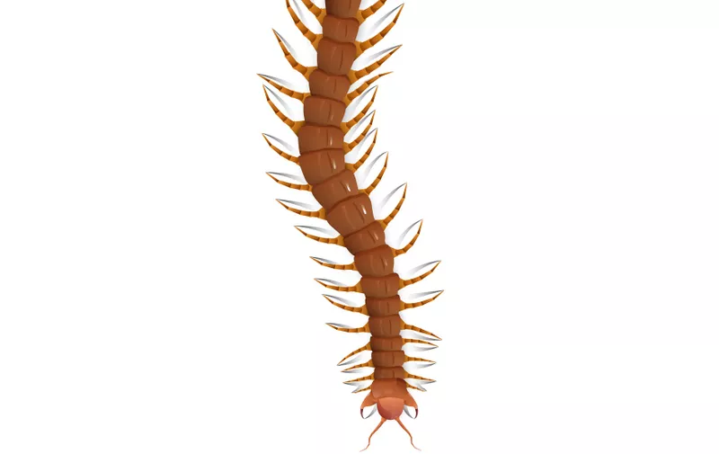 Centipede vector on white background isolated.