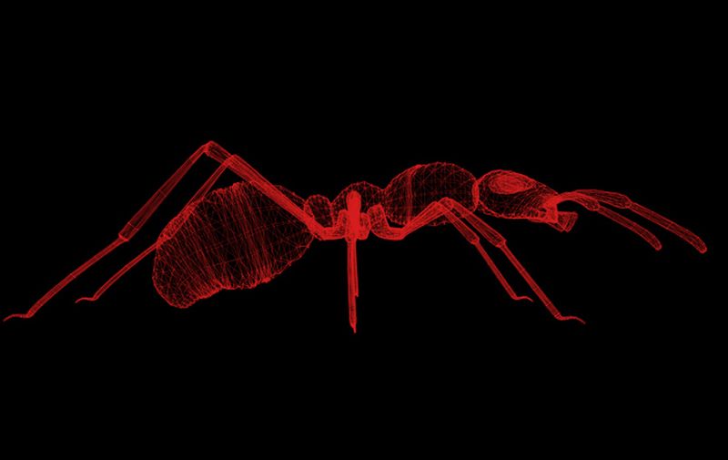 Ant 3D images, in all side views, digital scan illustration
