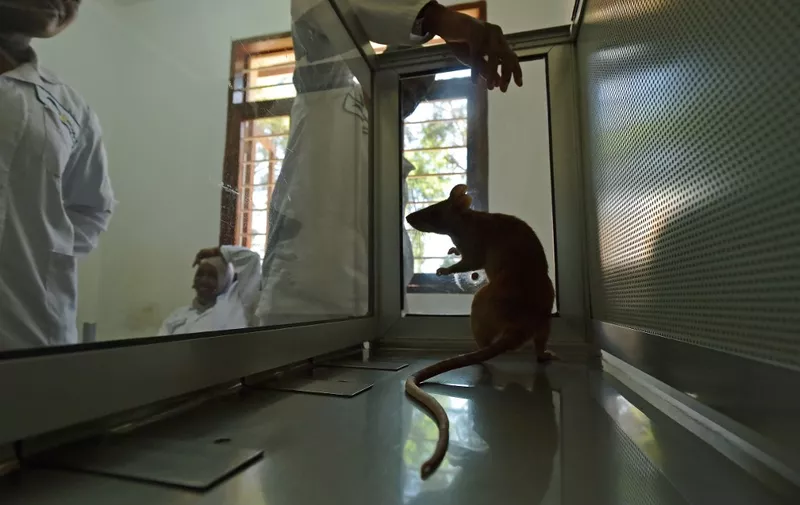 Lab technicians work with an African giant pouched rat at APOPO's training facility in Morogoro on June 16, 2016. - APOPO trains rats to detect both tuberculosis and landmines at its facility. Rats are given sputum samples, some of which contain tuberculosis traces and some which don't, the rats indicate that believe they have detected the disease by pausing for longer at a sample, the sample is then marked for further testing and confirmation. The rats are as effective as conventional lab screening of samples but can screen 100 samples in 20 minutes, a workload which would take a lab technician 4 days to complete. In November 2015, the World Health Organization named Tuberculosis as the worlds top infectious disease killer, citing more annual deaths from TB than from HIV. 1 in 3 HIV deaths is related to TB. Tuberculosis is caused by bacteria and spreads from person to person through the air. Despite its reputation as a deadly and highly contagious disease, tuberculosis  it is completely curable and preventable if detected. (Photo by CARL DE SOUZA / AFP)