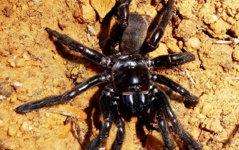 This picture taken on January 1, 2016 and released by Curtin University on April 30, 2018 shows the world's oldest known spider which has died at the ripe old age of 43 after being monitored for years during a long-term population study in Perth, Australia. 
The trapdoor matriarch comfortably outlived the previous record holder, a 28-year-old tarantula found in Mexico, according to a study published in the Pacific Conservation Biology Journal. / AFP PHOTO / Curtin University / LEANDA MASON