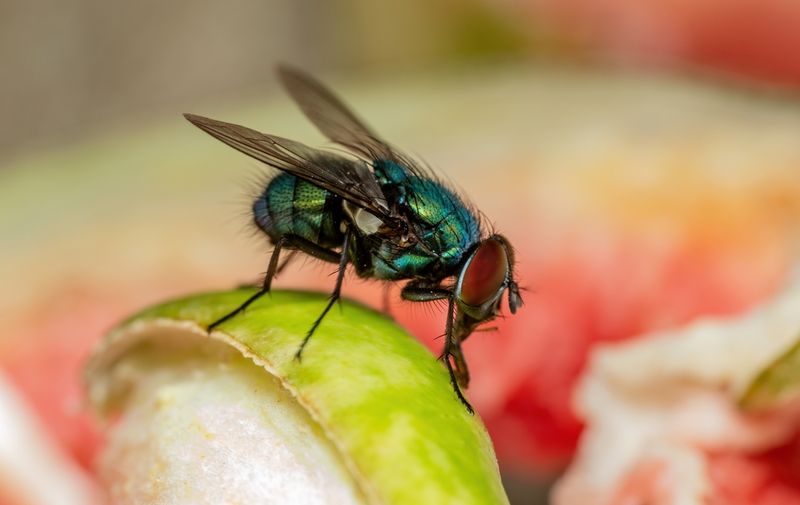 Muha Insect Je li hrana sigurna za jelo ako je na nju sletjela muha? | Telegram.hr