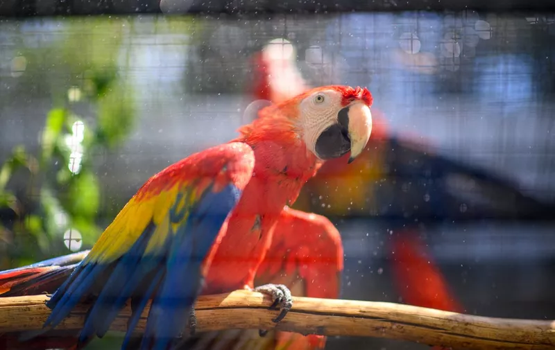 19 July 2022, Saxony-Anhalt, Magdeburg: A bright red macaw sits wet-feathered under a spray of water trickling through the bars of the aviary at Magdeburg Zoo. It is getting increasingly hot in the region around the capital of Saxony-Anhalt. That's why the animals at the zoo regularly get a cooling off. Photo: Klaus-Dietmar Gabbert/dpa (Photo by Klaus-Dietmar Gabbert / DPA / dpa Picture-Alliance via AFP)