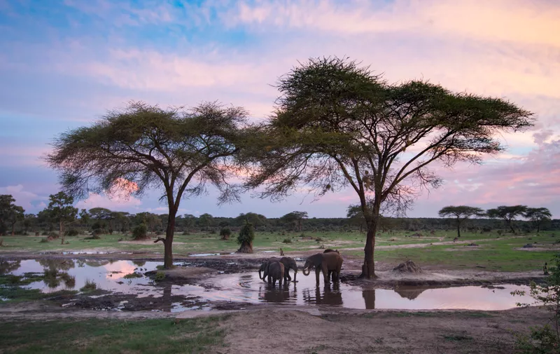 Elephants at a waterhole at sunset