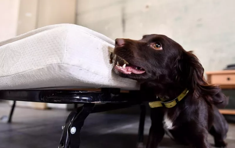 Nova, a 15-month-old working cocker, looks for bed bugs during a training in a former military compound in Magnac-Laval, on July 15, 2019. Within a few seconds, Nora can detect bed bugs, which offers a quick localisation of the nests to disinfect. (Photo by GEORGES GOBET / AFP)