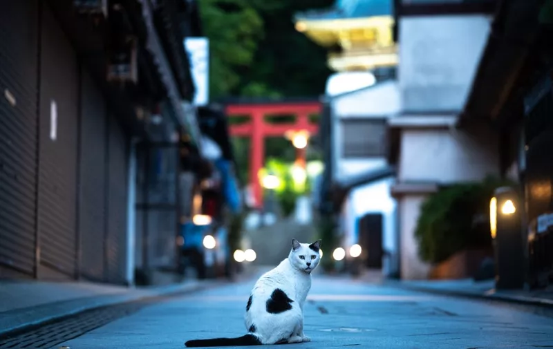 A cat sits on a street outside Enoshima Shrine in Kanagawa Prefecture on May 17, 2020. (Photo by Philip FONG / AFP)