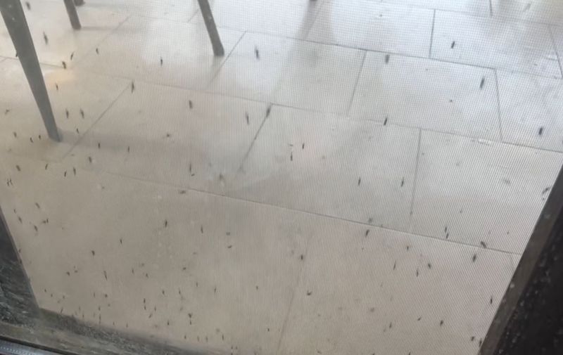 Komarci na vratima