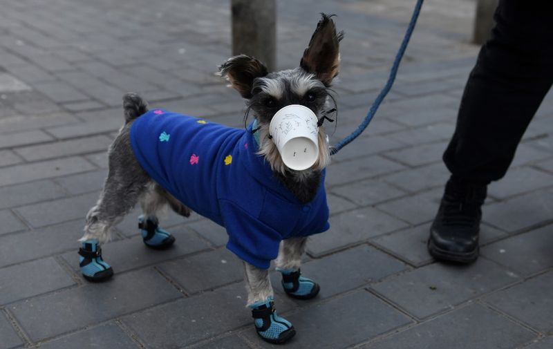 A dog wears a paper cup over its mouth on a street in Beijing on February 4, 2020. - The number of total infections in China's coronavirus outbreak has passed 20,400 nationwide with 3,235 new cases confirmed, the National Health Commission said on February 4. (Photo by GREG BAKER / AFP)