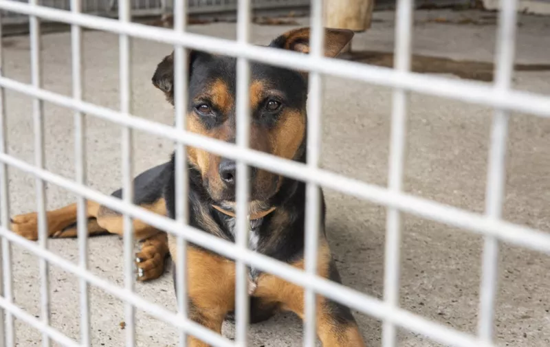 France, Poulainville, 2021-08-26. Dog in a cage in the Societe Protectrice des Animaux (SPA) near Amiens. After medical care, including sterilizations and castrations, the animal is adoptable. Photo Steven Wassenaar / Hans Lucas. France, Poulainville, 2021-08-26. Chien en cage dans la Societe Protectrice des Animaux (SPA) pres d Amiens. Apres de soins medicaux, notamment sterilisations et castrations, les animaux sont adoptables. Photo Steven Wassenaar / Hans Lucas. (Photo by Steven Wassenaar / Hans Lucas / Hans Lucas via AFP)