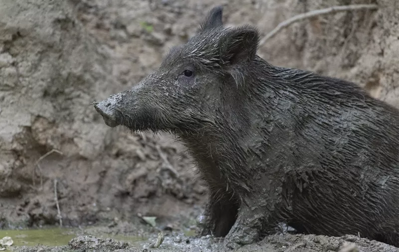Wild Boar (Sus scrofa), young boar covered with mud in a pool of mud, Compiegne's Forest, Haut de France, France. 
 
Biosphoto / Tonino De Marco (Photo by Tonino De Marco / Biosphoto / Biosphoto via AFP)
