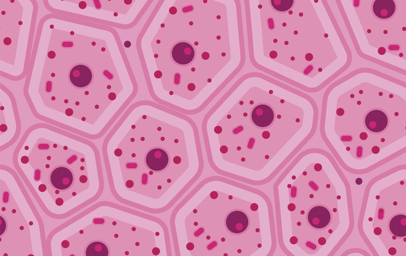 Epithelial pink seamless pattern. Stock vector illustration of magnified skin cells, human tissue under the microscope. Medicine and biology collection