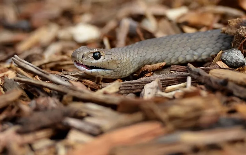 A deadly Australian eastern brown snake -- which has enough venom to kill 20 adults with a single bite -- is photographed in the Sydney suburb of Terrey Hills on September 25, 2012., in the Sydney on October 3, 2012.  Australia is home to 20 of the world's 25 most venomous snakes, including the entire top 10, from which a single scratch from a venom-coated tooth can be enough to paralyse the heart, diaphragm and lungs.  Several species are found in urban areas along the populous east coast.  According to official estimates there are about 3,000 snake bites in Australia every year, 300-500 of which will receive anti-venom treatment. An average of two will prove fatal.  AFP PHOTO/William WEST