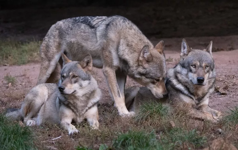 01 October 2021, Baden-Wuerttemberg, Cleebronn: A pack of wolves in an enclosure at the animal paradise Tripsdrill. Photo: Bernd Weißbrod/dpa (Photo by BERND WEISSBROD / DPA / dpa Picture-Alliance via AFP)