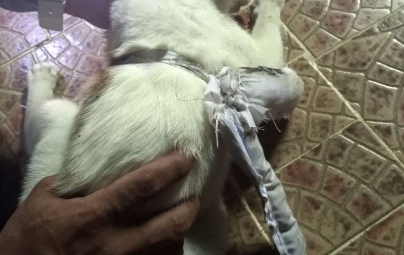 Handout picture released by Panama's Prosecutor Office, showing a white cat bearing an assortment of drugs in a pouch tied to its body as it tried to enter a prison in Colon, Panama on April 16, 2021. - "The animal had a cloth tied around its neck" that contained wrapped packages of white powder, leaves and "vegetable matter", according to Andres Gutierrez, head of the Panama Penitentiary System. They were likely cocaine, crack and marihuana, according to another official. The feline felon was stopped outside the Nueva Esperanza jail, which houses more than 1,700 prisoners, in the Caribbean province of Colon, north of the capital Panama City. (Photo by - / Panama's Prosecutor Office / AFP) / RESTRICTED TO EDITORIAL USE - MANDATORY CREDIT "AFP PHOTO / Panama's Prosecutor Office " - NO MARKETING - NO ADVERTISING CAMPAIGNS - DISTRIBUTED AS A SERVICE TO CLIENTS