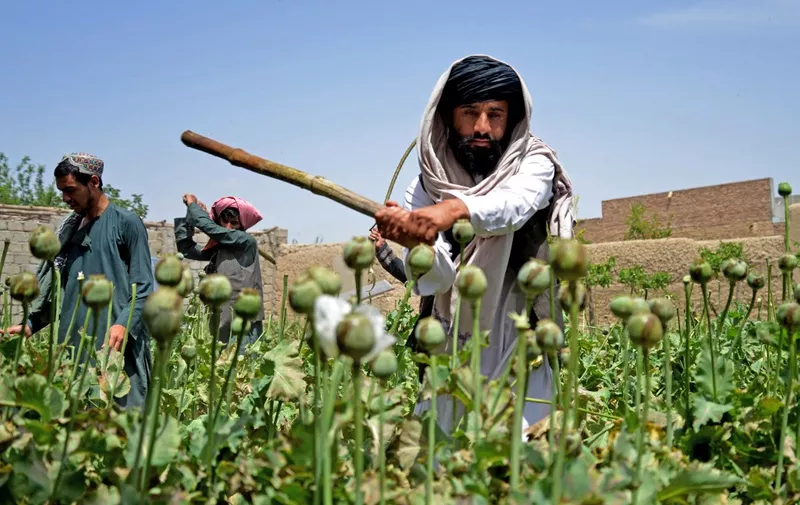 (FILES) In this photograph taken on April 11, 2023, Taliban security personnel destroy a poppy plantation in Sher Surkh village of Kandahar province. Poppy cultivation and opium production have plunged 95 percent in Afghanistan since Taliban authorities banned the crop, according to a UN report published November 5. (Photo by Sanaullah SEIAM / AFP)