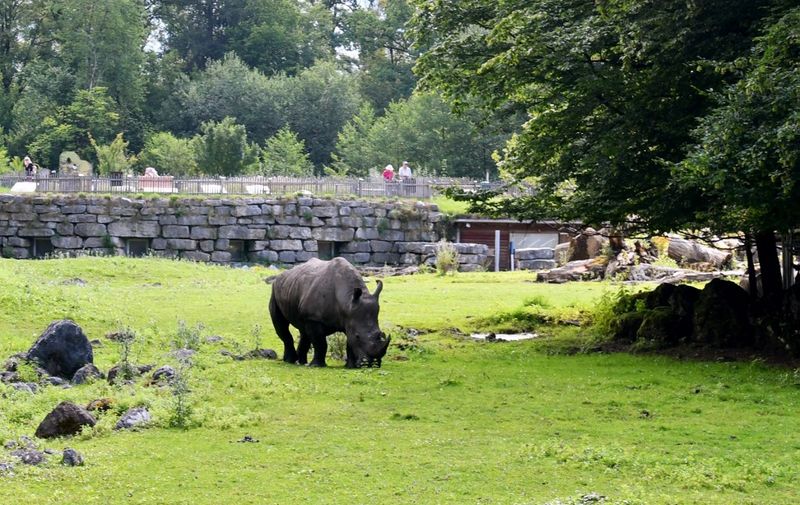 Picture taken on July 21, 2020 shows a rhinoceros grazing in its enclosure at the Zoo Salzburg (Zoo Hellbrunn), where a rhinoceros attacked and killed one zookeeper and severely injured another on September 12, 2023 in Salzburg, Austria, The deadly attack occurred in the early morning hours on , when a keeper was carrying out routine tasks in the Salzburg Zoo's rhino cage, police said in a statement. "For reasons still unknown, a rhino attacked a 33-year-old woman zookeeper", who succumbed to her injuries on the spot, authorities said. (Photo by BARBARA GINDL / APA / AFP) / Austria OUT
