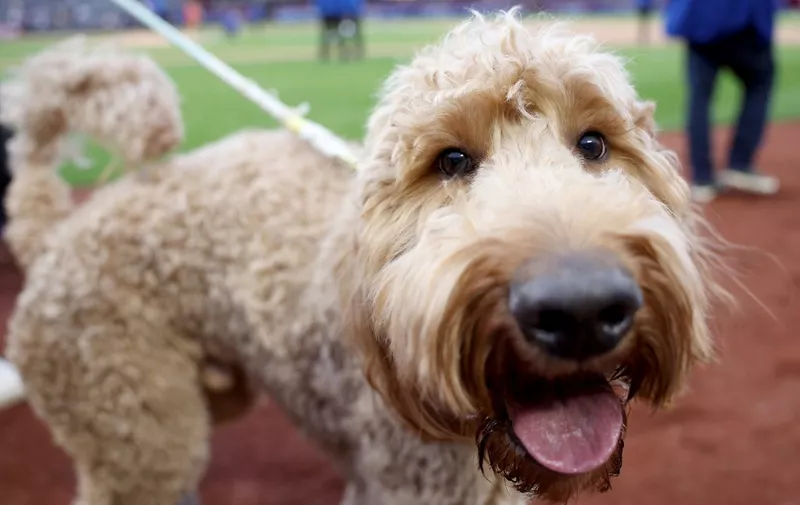 NEW YORK, NEW YORK - APRIL 11: Dogs walk around the perimeter of the field before the game between the New York Mets and the San Diego Padres at Citi Field on April 11, 2023 in the Flushing neighborhood of the Queens borough of New York City.   Elsa/Getty Images/AFP (Photo by ELSA / GETTY IMAGES NORTH AMERICA / Getty Images via AFP)