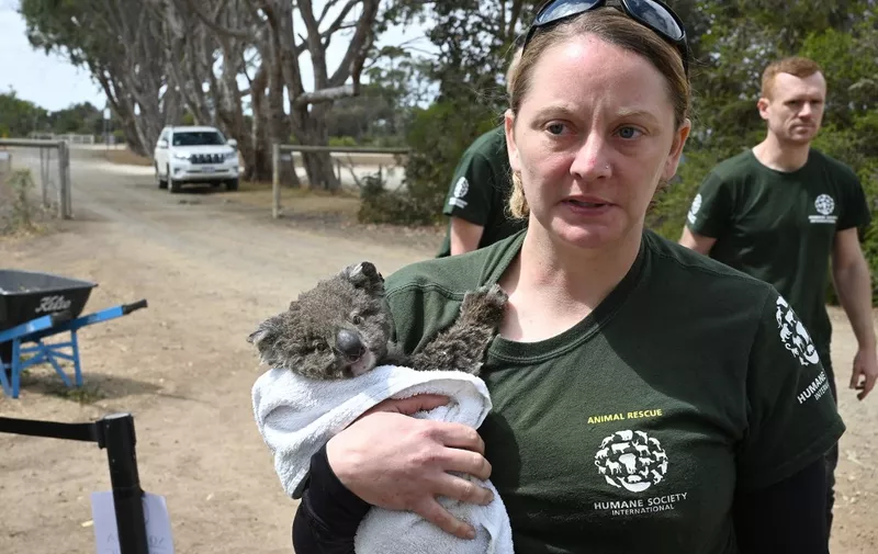 Humane Society International Crisis Response Specialist, Kelly Donithan carries a baby Koala she just rescued on Kangaroo Island on January 15, 2020. - On an island famed as Australia's "Galapagos" for its unique and abundant wildlife, rescuers are racing to save rare animals in a bushfire-ravaged landscape. The charred forest floor on Kangaroo Island is littered with corpses of animals incinerated by the blazes that swept through two weeks ago. (Photo by PETER PARKS / AFP) / TO GO WITH: Australia fire environment climate animal, FOCUS by Holly ROBERTSON