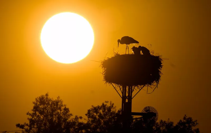 27 June 2023, Lower Saxony, Laatzen: An adult stork stands with two young storks on a stork nest in the Leinemasch in the Hannover region at sunrise. Photo: Julian Stratenschulte/dpa (Photo by JULIAN STRATENSCHULTE / DPA / dpa Picture-Alliance via AFP)